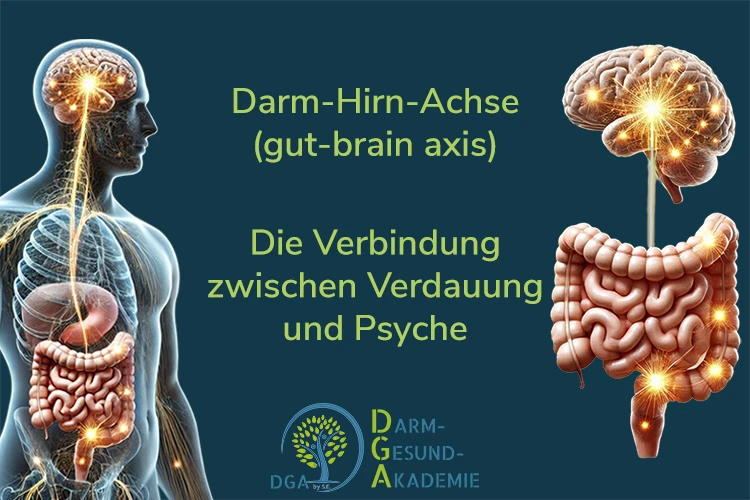 Darm-Hirn-Achse Grafik gross